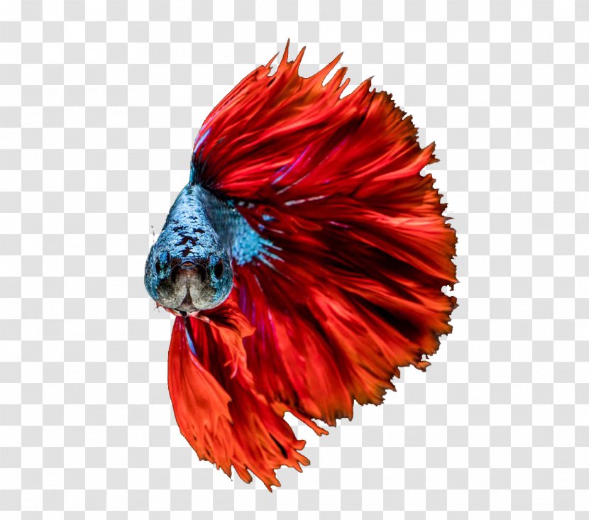 Goldfish Red Aquarium - Wing - Fish Transparent PNG