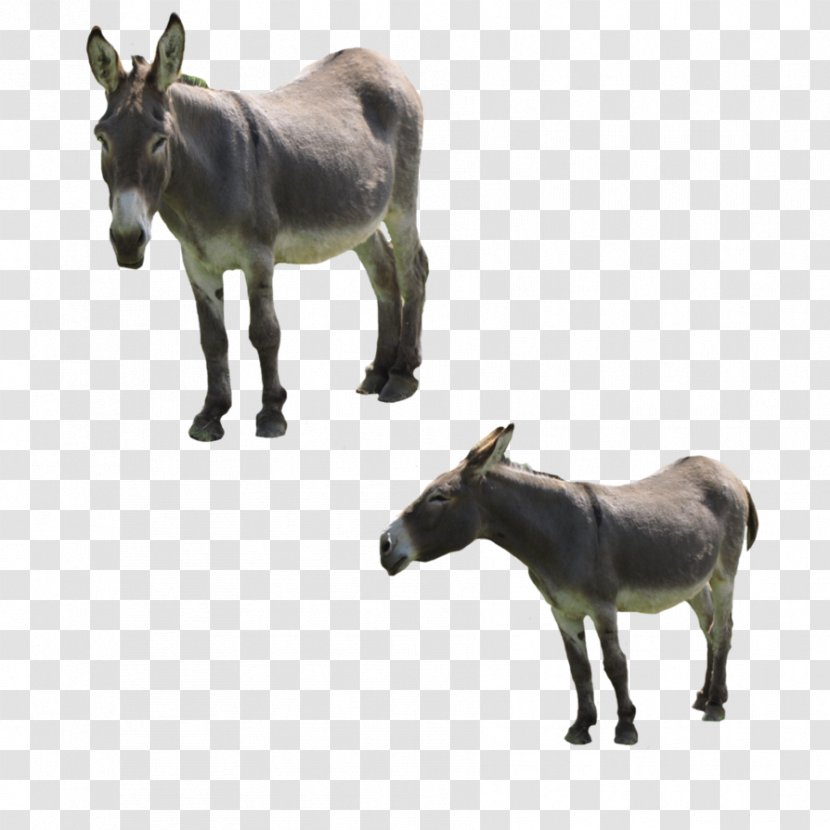 Mule Horse Mare Pack Animal - Like Mammal - Donkey Transparent PNG