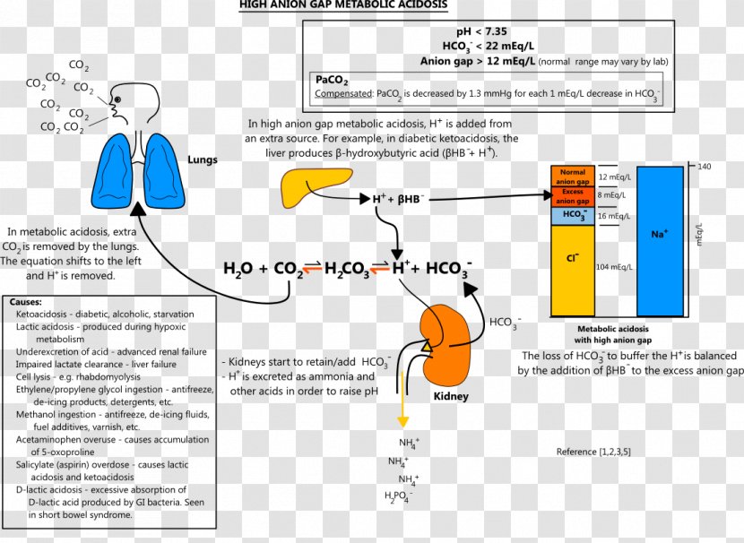 High Anion Gap Metabolic Acidosis Alkalosis - Respiratory Transparent PNG
