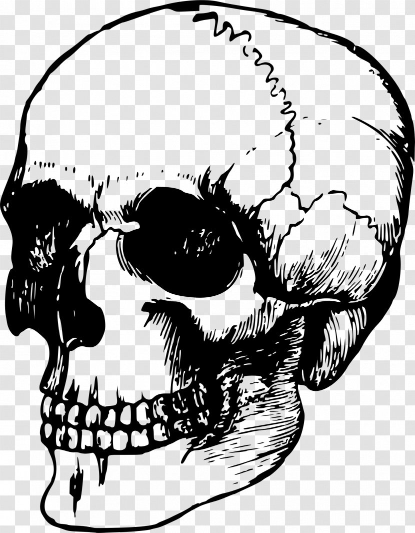 Skull Bone Human Skeleton Anatomy - Silhouette - Vector Transparent PNG