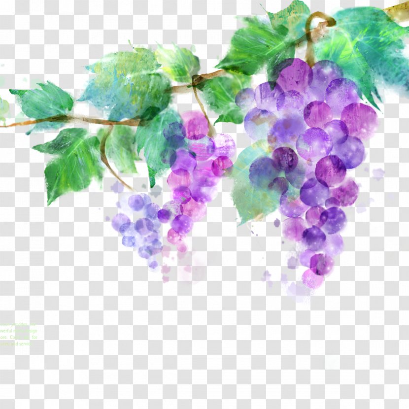 Common Grape Vine Vitis Amurensis Ink Wash Painting Purple - Graffiti Grapes Transparent PNG