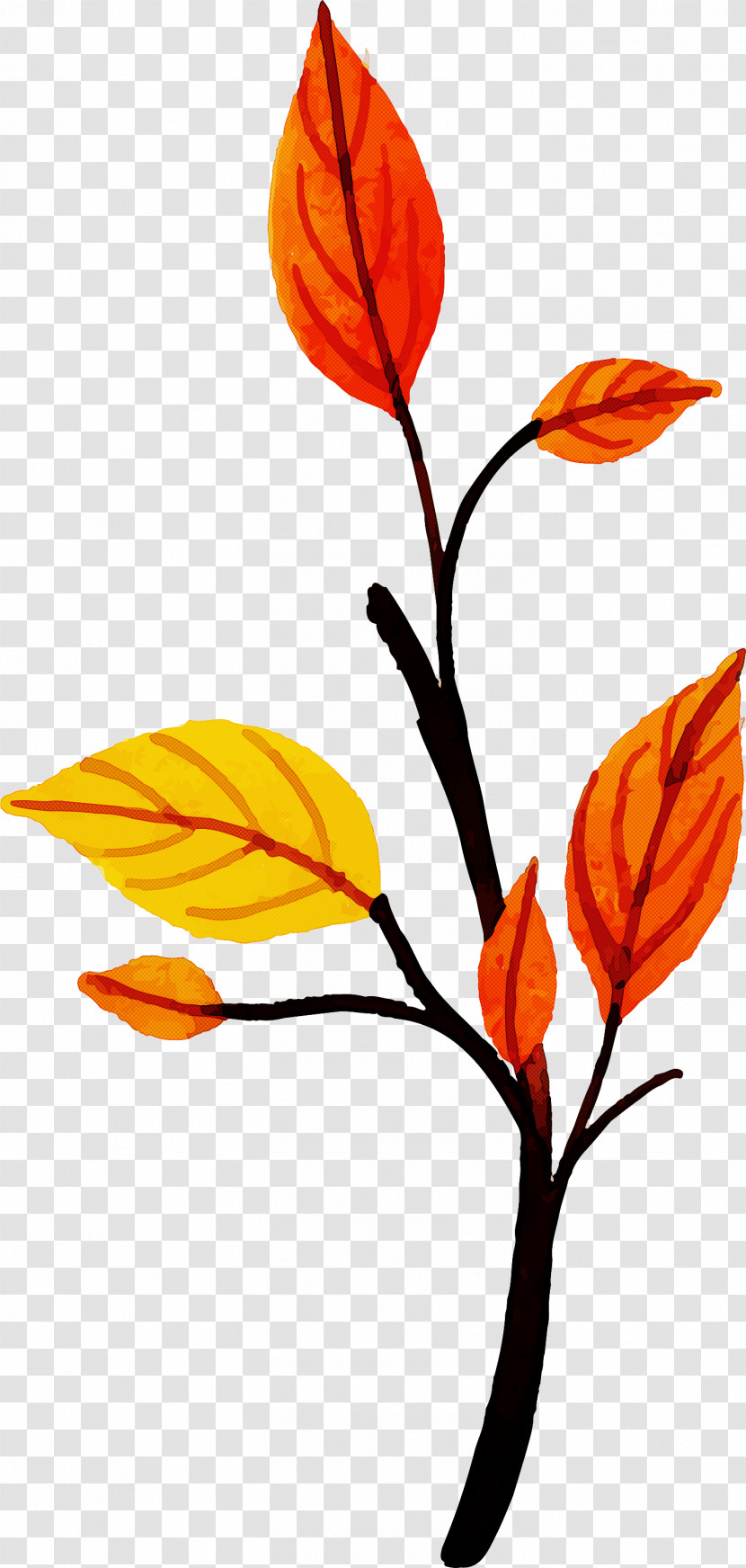 Autumn Leaf Colorful Leaf Transparent PNG