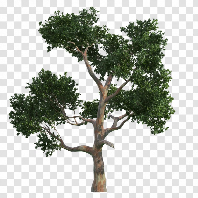 Tree Gratis Vecteur - Houseplant - Trees Transparent PNG