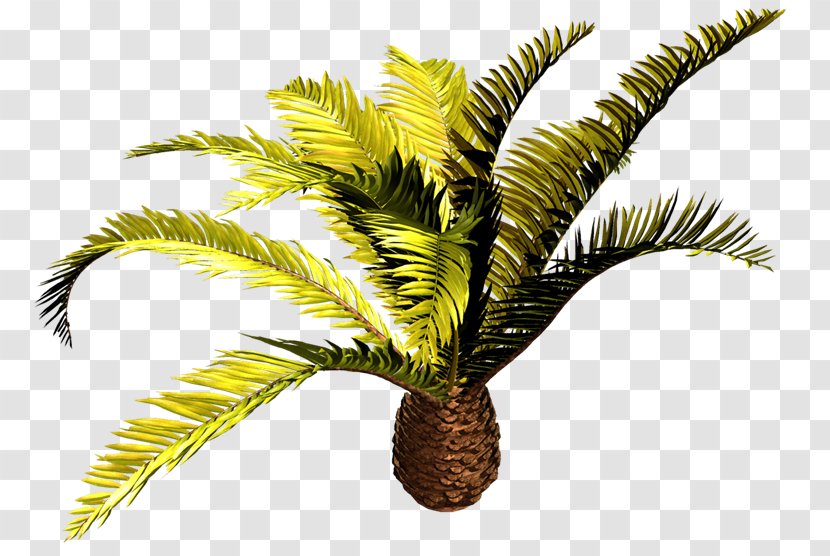 Babassu Arecaceae Tree Clip Art - Coconut - QQ Transparent PNG