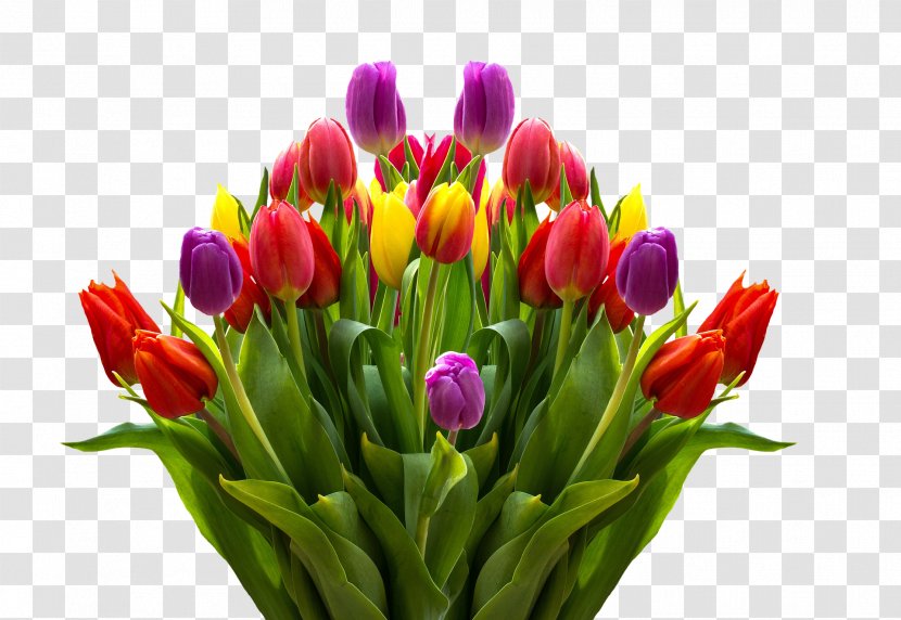 Steve MacLean Public School Tulip Cut Flowers Easter - Maclean Transparent PNG