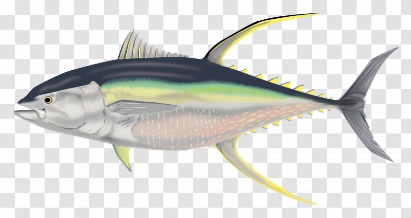 International Game Fish Association Albacore Yellowfin Tuna J Russell Jinishian Gallery - Swordfish Transparent PNG