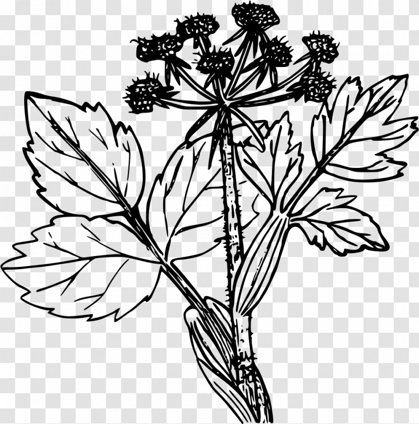 Cattle Plant Drawing Line Art Clip - Color - Spinach Transparent PNG
