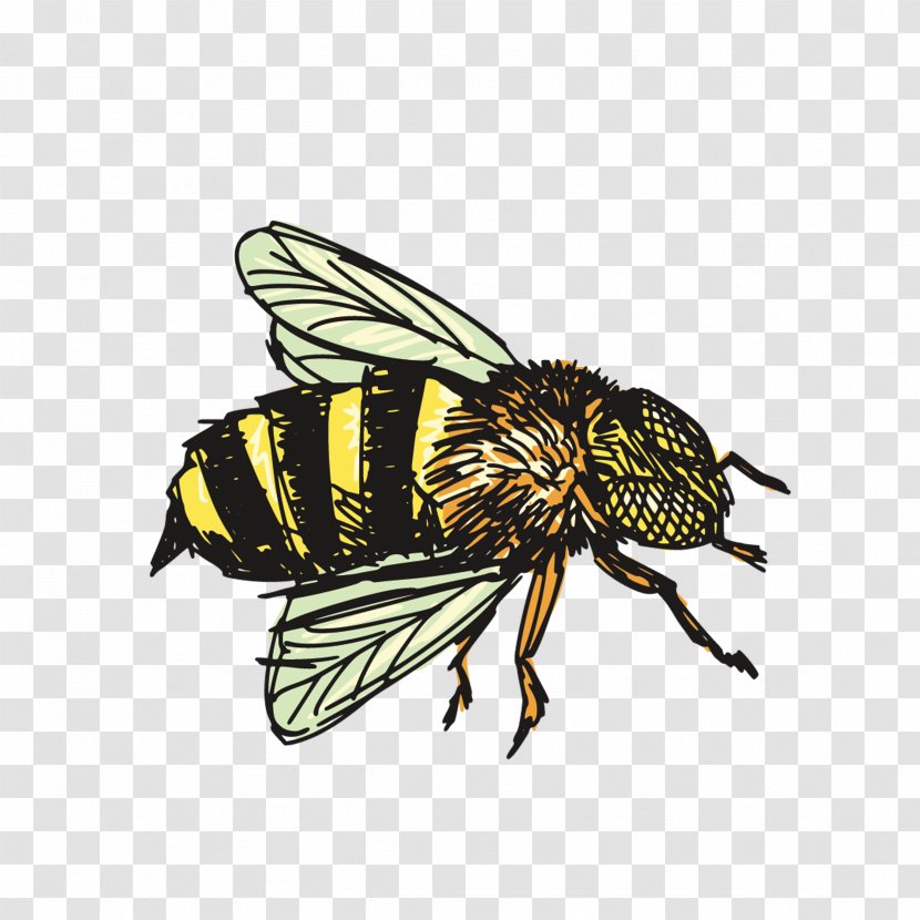 Insect Bee Drawing Clip Art - Pest Transparent PNG