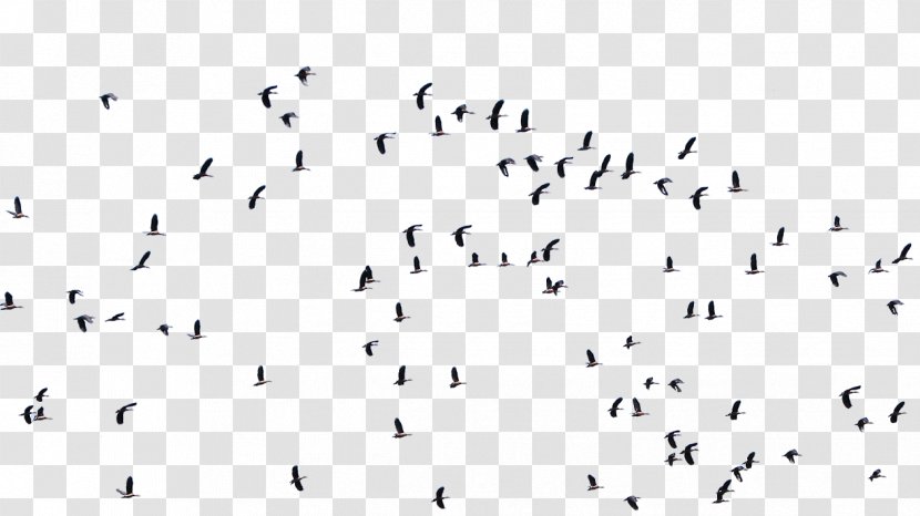 Bird Flock Architecture Art - Flying Birds Transparent PNG