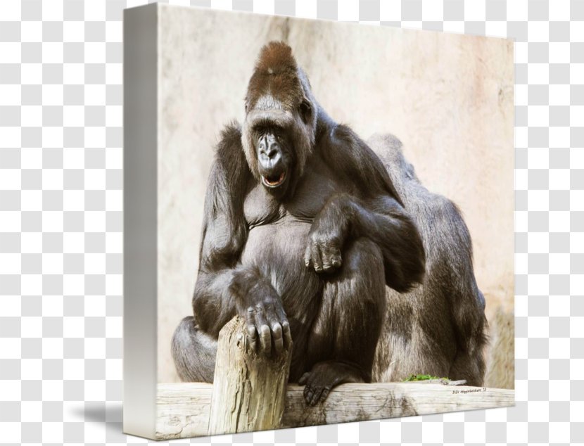 Common Chimpanzee Western Gorilla Monkey Canvas Print - Terrestrial Animal Transparent PNG