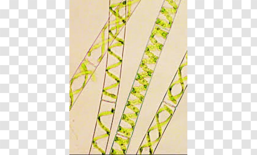 Green Algae Water Silk Chlorella Unicellular Organism - Structure - Prepared Transparent PNG