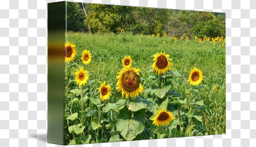 Common Sunflower Seed Meadow Wildflower Annual Plant - Flower - Field Transparent PNG