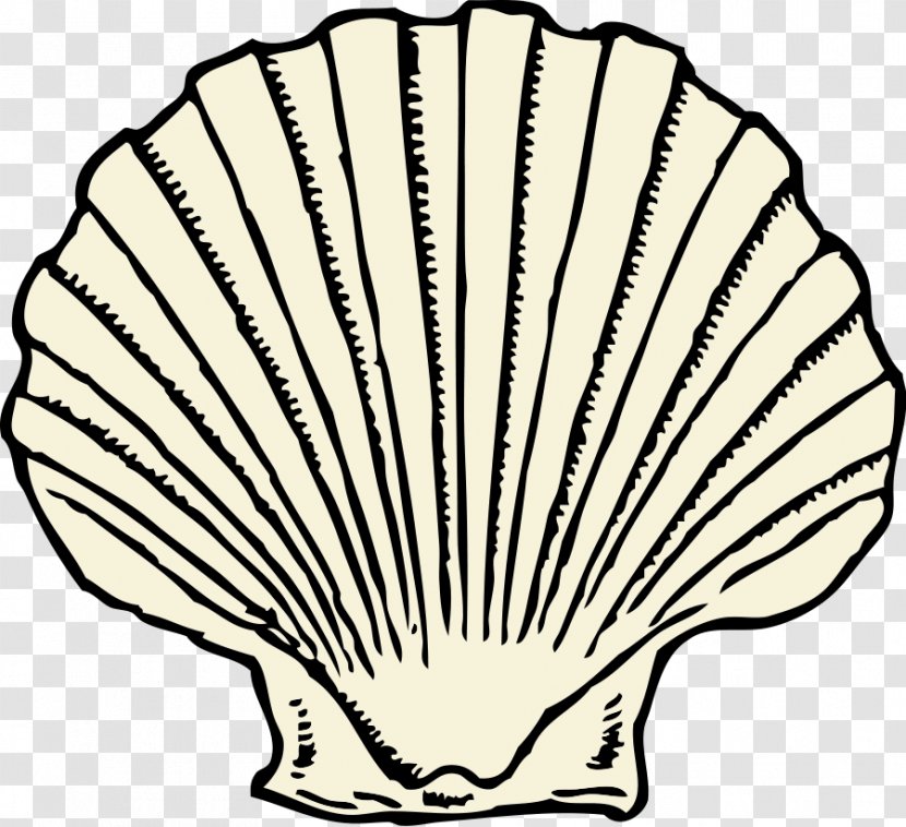 Seashell Clam Invertebrate Clip Art Transparent PNG