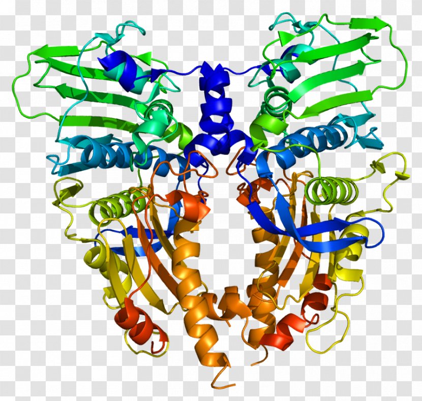 Type II Topoisomerase Enzyme DNA TOP2A - Genetics - Spinocerebellar Ataxia Transparent PNG