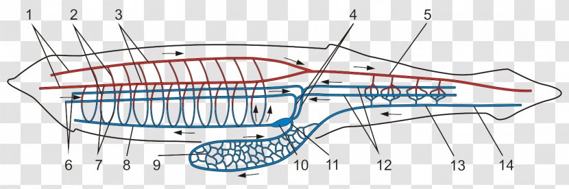 Vertebrate Lancelet Cephalochordata Branchiostoma Lanceolatum Circulatory System - Point Transparent PNG
