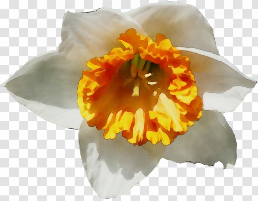 Orange - Wildflower - Perennial Plant Transparent PNG