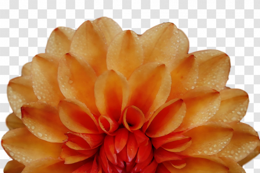 Chrysanthemum Transparent PNG