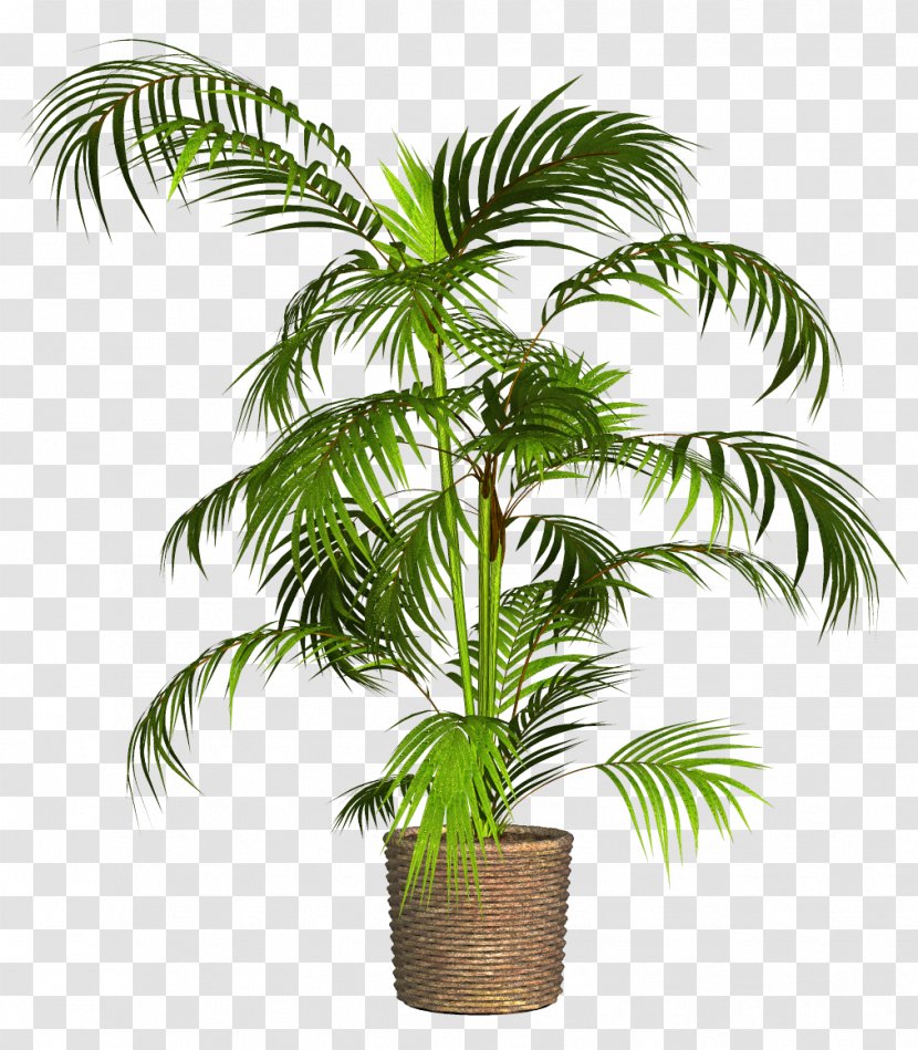Plants Palm Trees Flowerpot - Arecales Transparent PNG