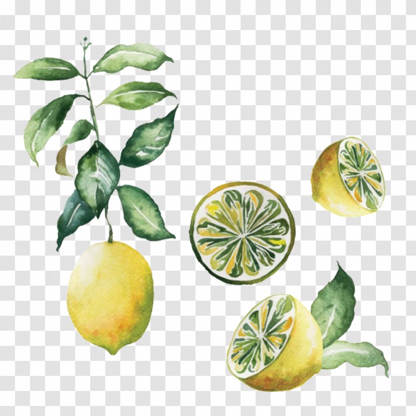 Scandinavia Poster Lemon Watercolor Painting - Yuzu - Creative Graffiti Transparent PNG