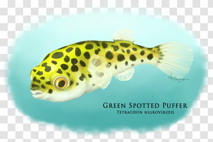Fugu Dichotomyctere Nigroviridis Fahaka Pufferfish Green Spotted Puffer Aquarium - Fish - Ocean Transparent PNG