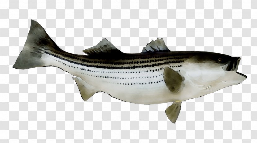 Striped Bass Fishing Largemouth - Trout Transparent PNG