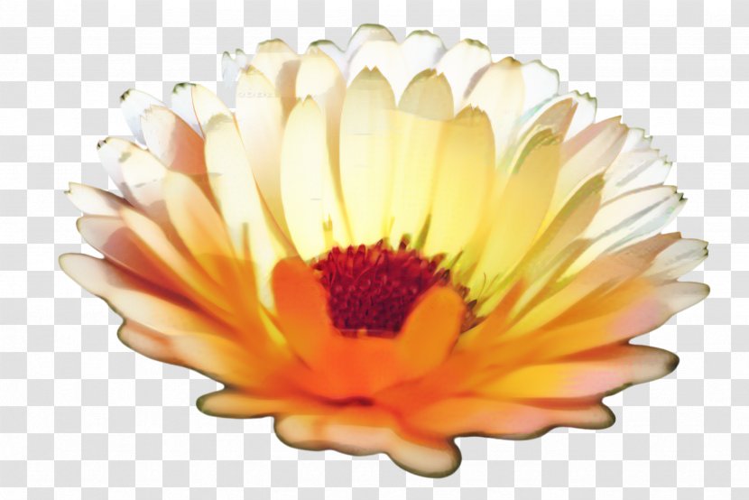Blossom Background - Gerbera - Wildflower Chrysanths Transparent PNG