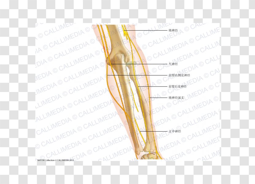 Thumb Elbow Nerve Anatomy Forearm - Tree - Arm Transparent PNG