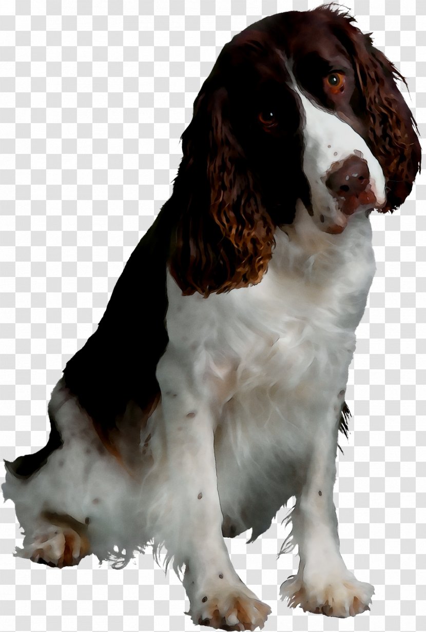 English Springer Spaniel Welsh Drentse Patrijshond Rakvere Dog Breed - Vertebrate Transparent PNG
