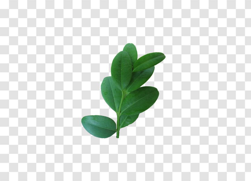 Leaf Buxus Sempervirens Shrub Hedge Evergreen - Boxwood Bonsai Transparent PNG