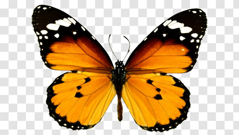 Monarch Butterfly Plain Tiger Milkweed Butterflies 123 Kids Fun FLASHCARDS - Brush Footed - Alphabet Learning GamesButterfly Transparent PNG