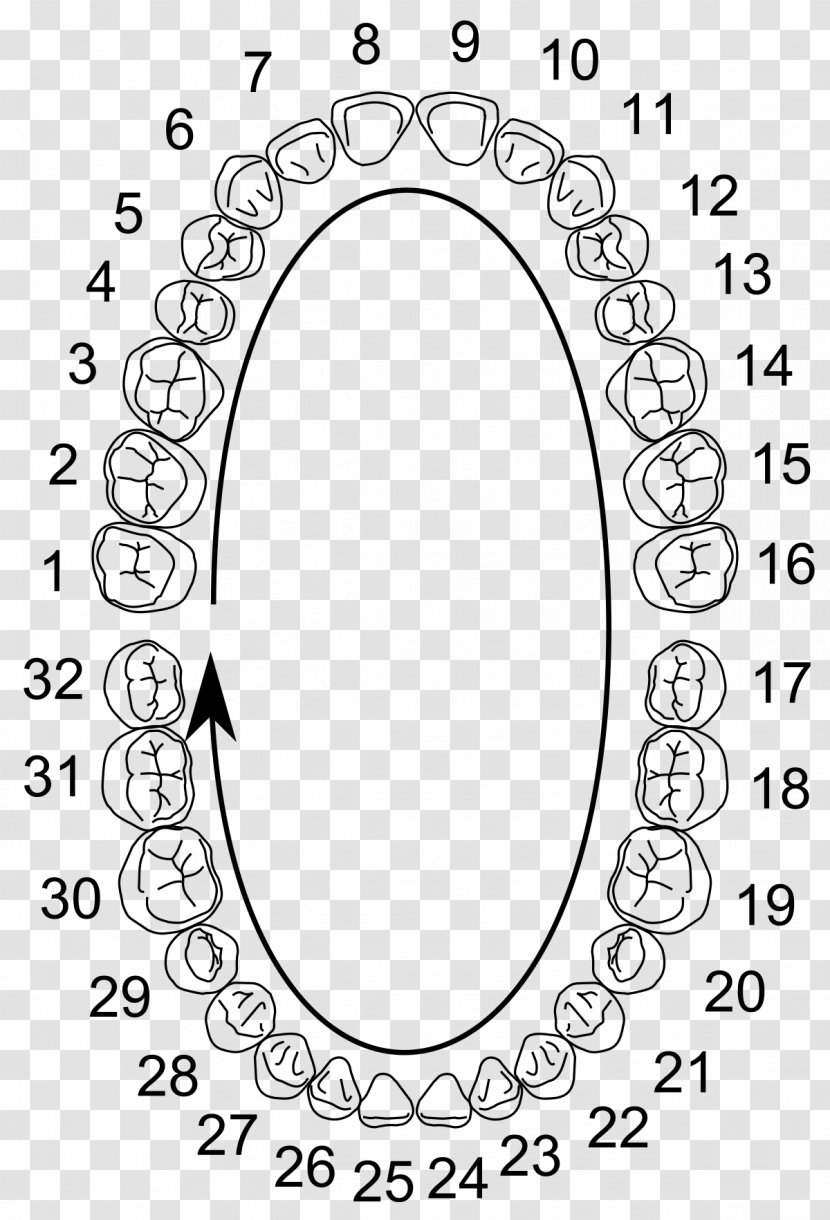 Universal Numbering System Human Tooth Dental Notation Anatomy Dentistry - Monochrome - General Transparent PNG