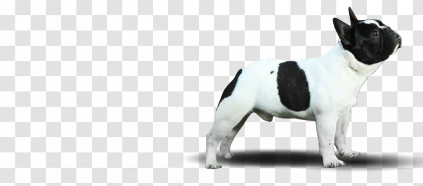 French Bulldog Boston Terrier Puppy Dog Breed Transparent PNG