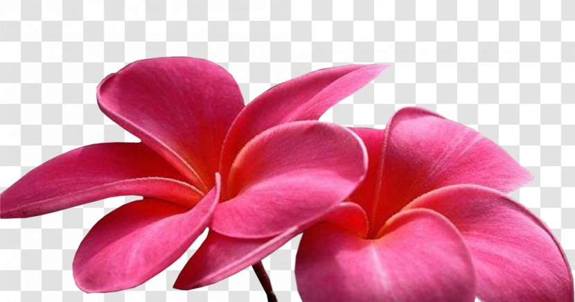 Flower Animated Film Clip Art - Cartoon Transparent PNG