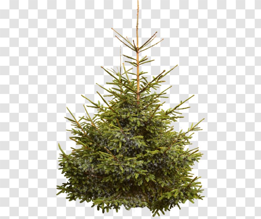 Nordmann Fir Norway Spruce Christmas Tree - Conifer Transparent PNG