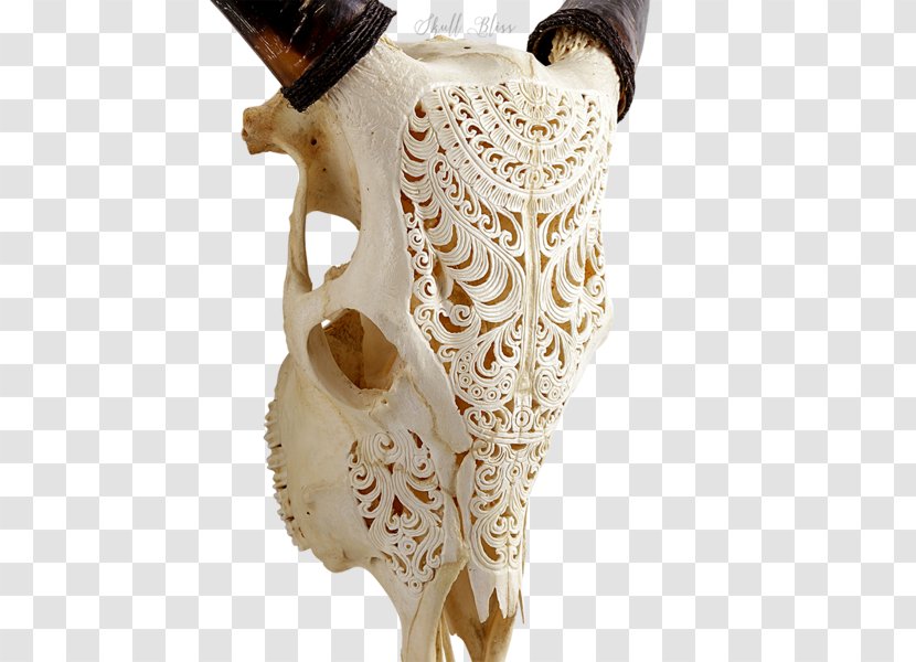 Skull XL Horns Forehead Animal Transparent PNG