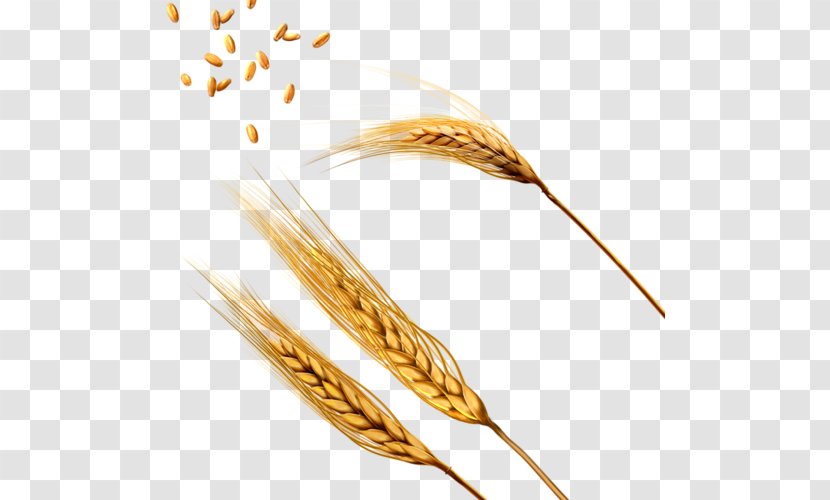 Pasta Wheat Ear Cereal - Rye Transparent PNG