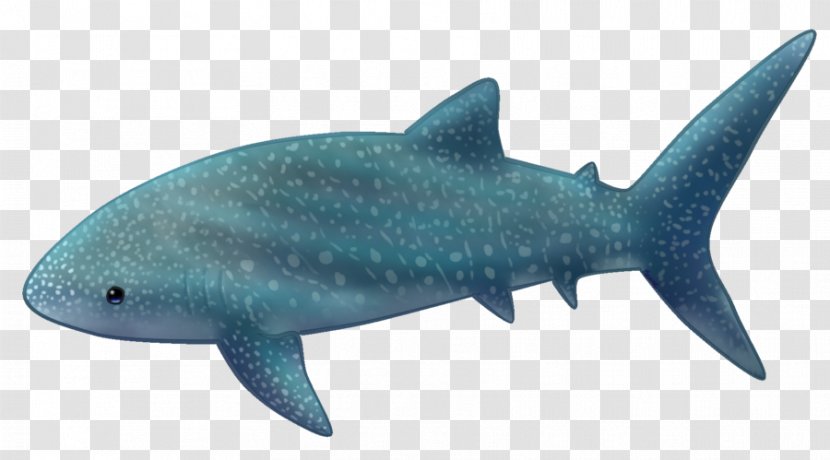 Requiem Sharks Whale Shark Squaliform Cetaceans Drawing - Beluga Transparent PNG