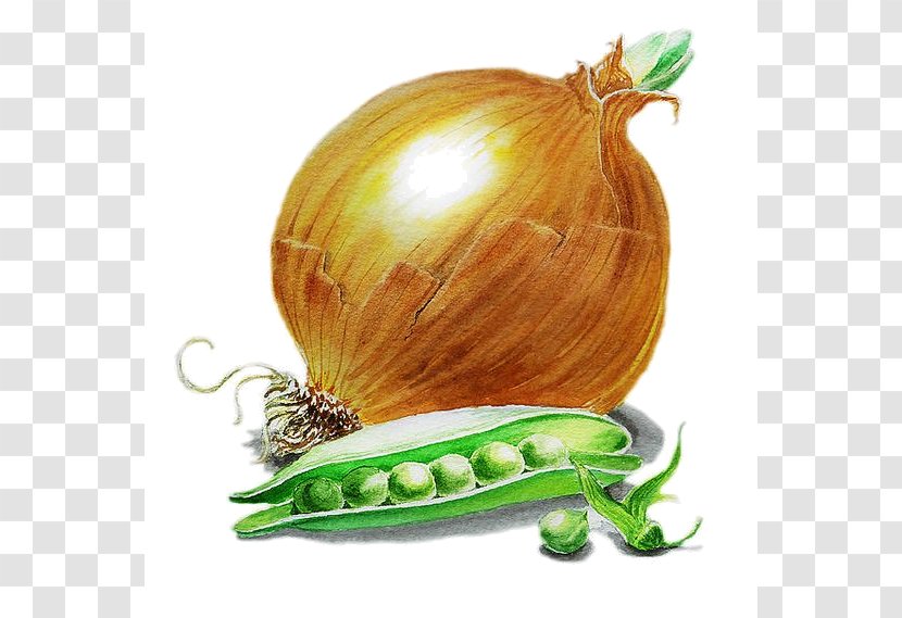 Shallot Vegetable Food Vegetarian Cuisine Yellow Onion - Genus - Hand Painted Vegetables Transparent PNG