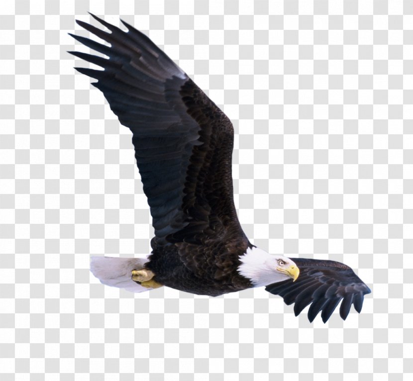 Bird Bald Eagle - Beak - Flying Transparent PNG