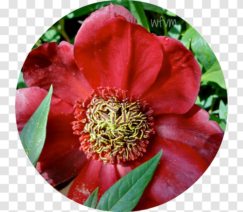 Camellia Peony Petal - Annual Plant Transparent PNG