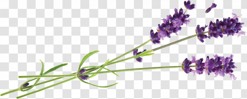 Hvar English Lavender Oil Essential - Lavander Transparent PNG