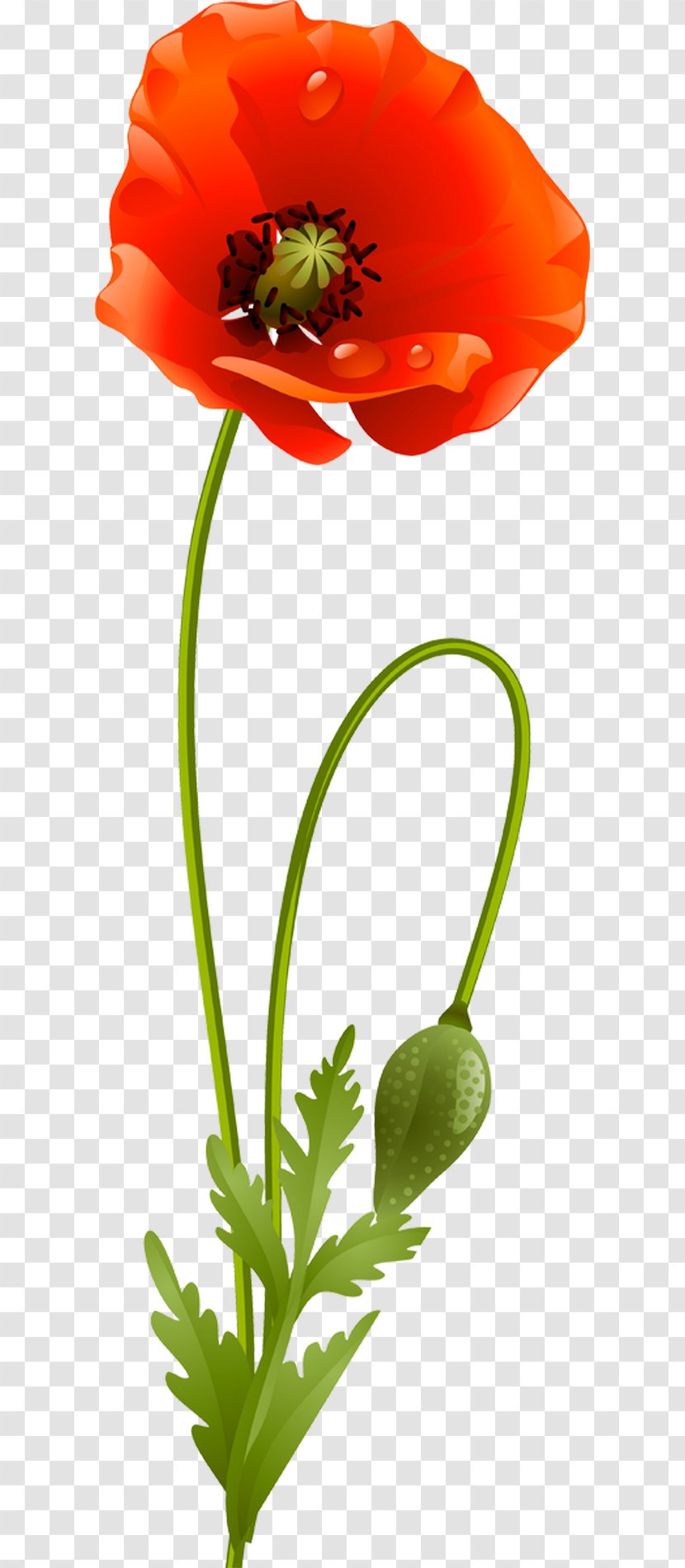 Flower Poppy Clip Art - Plant - Poppies Transparent PNG