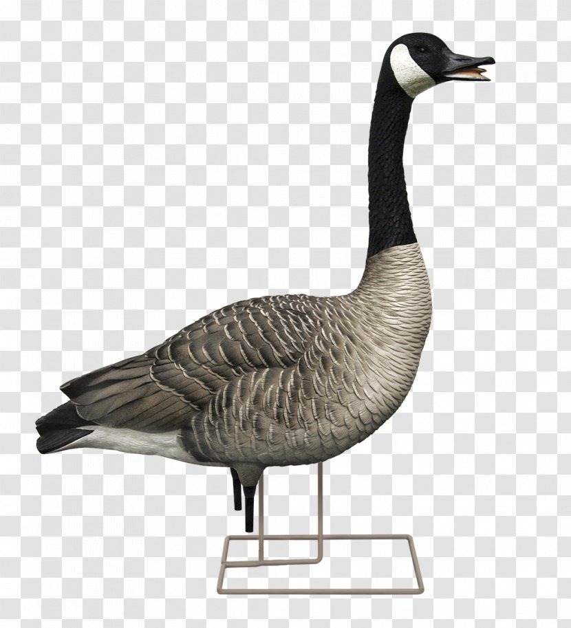 Canada Goose Decoy Hunting - Feather Transparent PNG