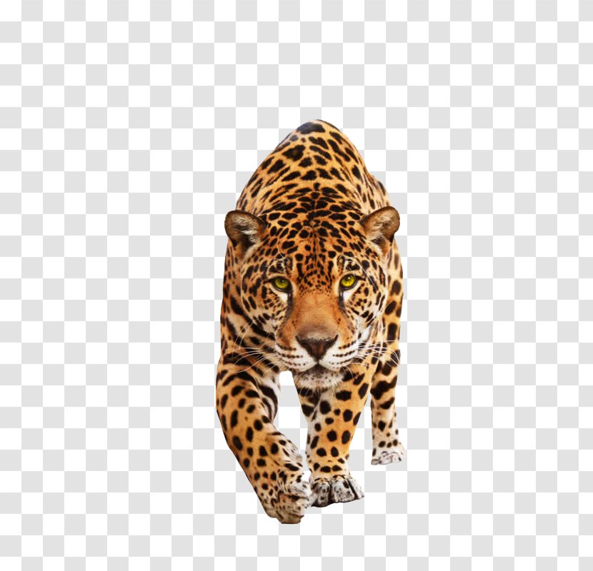 Jaguar Felidae Black Panther Lion Cat - Leopard Transparent PNG