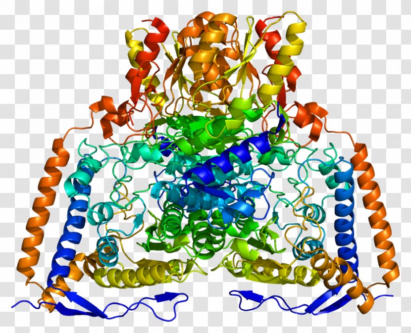 Pyruvate Dehydrogenase (lipoamide) Alpha 1 Complex Dihydrolipoyl Transacetylase - Active Site - Gene Transparent PNG