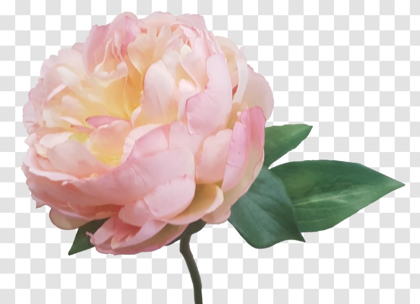 Centifolia Roses Garden Peony Artificial Flower Pink - Subshrubby Transparent PNG