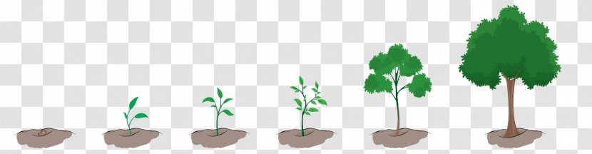 Plant Tree Clip Art - Royaltyfree Transparent PNG