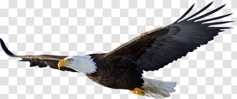 Bald Eagle Bird Clip Art - Fauna - File Transparent PNG