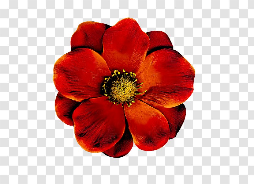 Drawing Watercolor Painting Flower - Blog - Poppy Transparent PNG