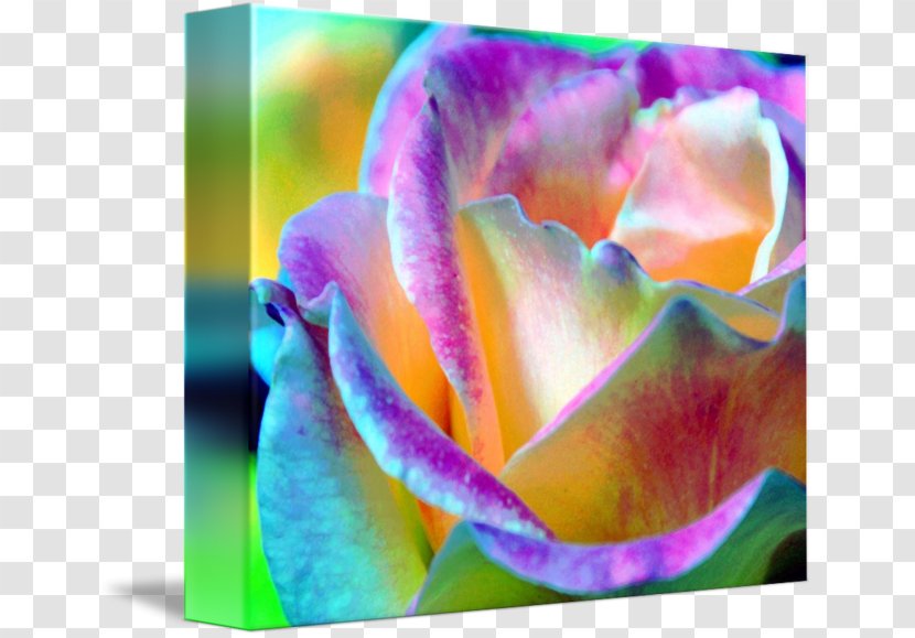 Water Lilies Flower Rainbow Rose Garden Roses - Close Up - Leslie Transparent PNG